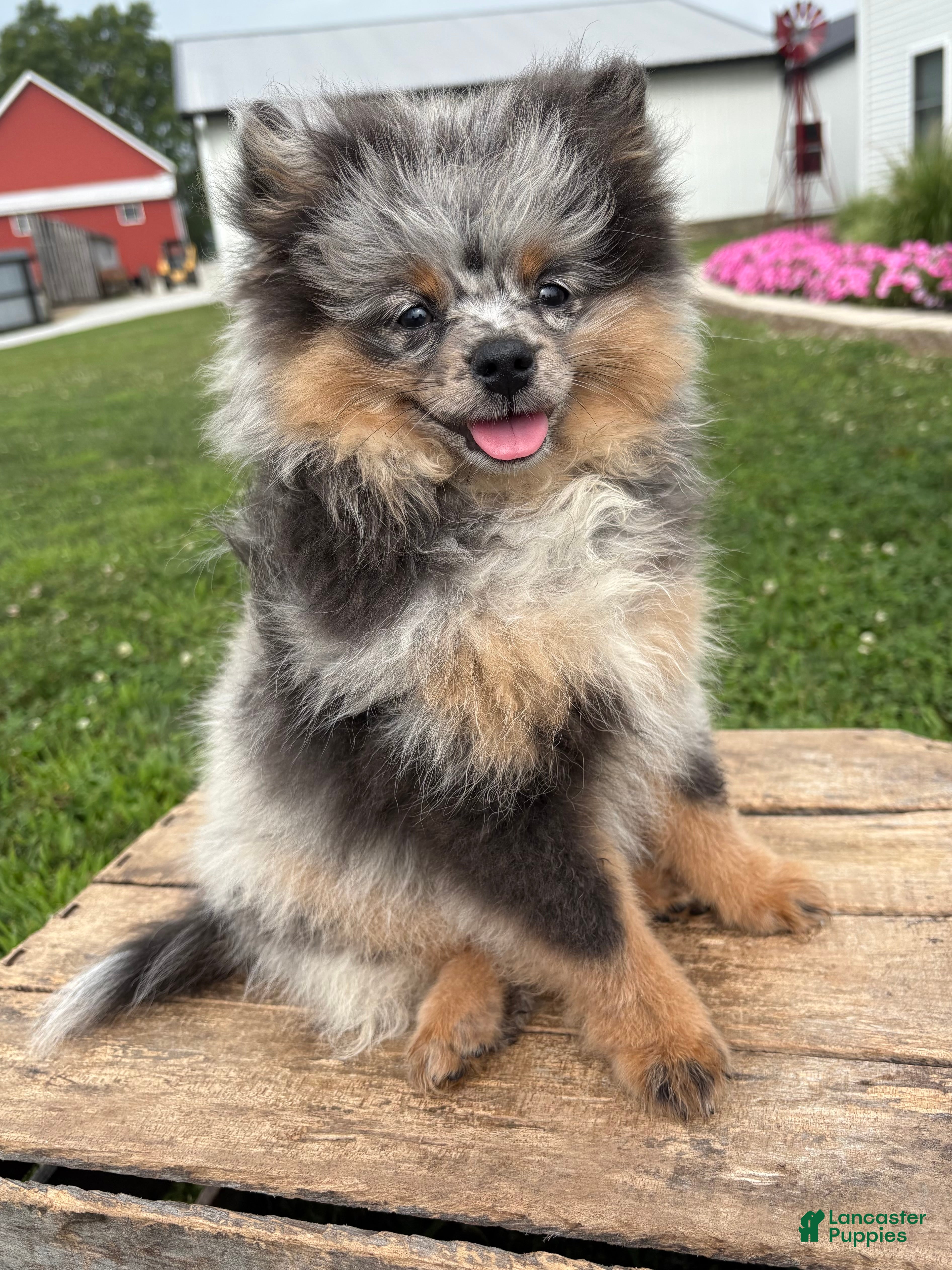 Pomeranian dogs Teddy - Ad 2