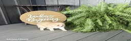 Pomeranian dogs for sale: Sari - Ad 3
