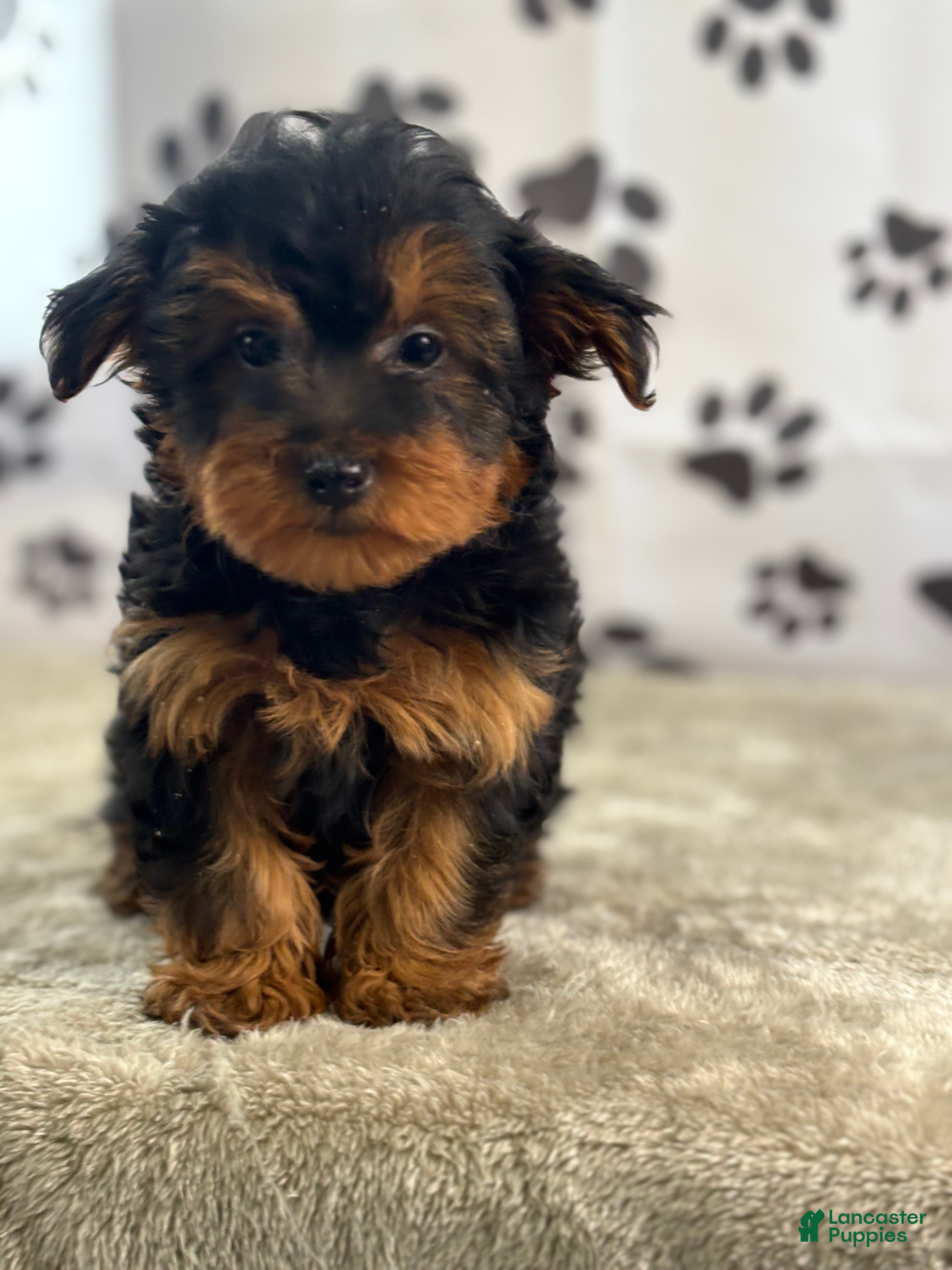 Yorkshire Terrier dogs Ida - Ad 1