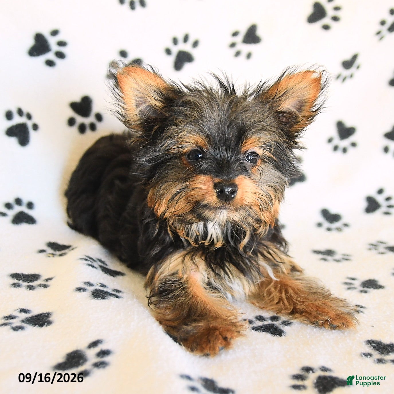 Yorkshire Terrier dogs Hamlet - Ad 2