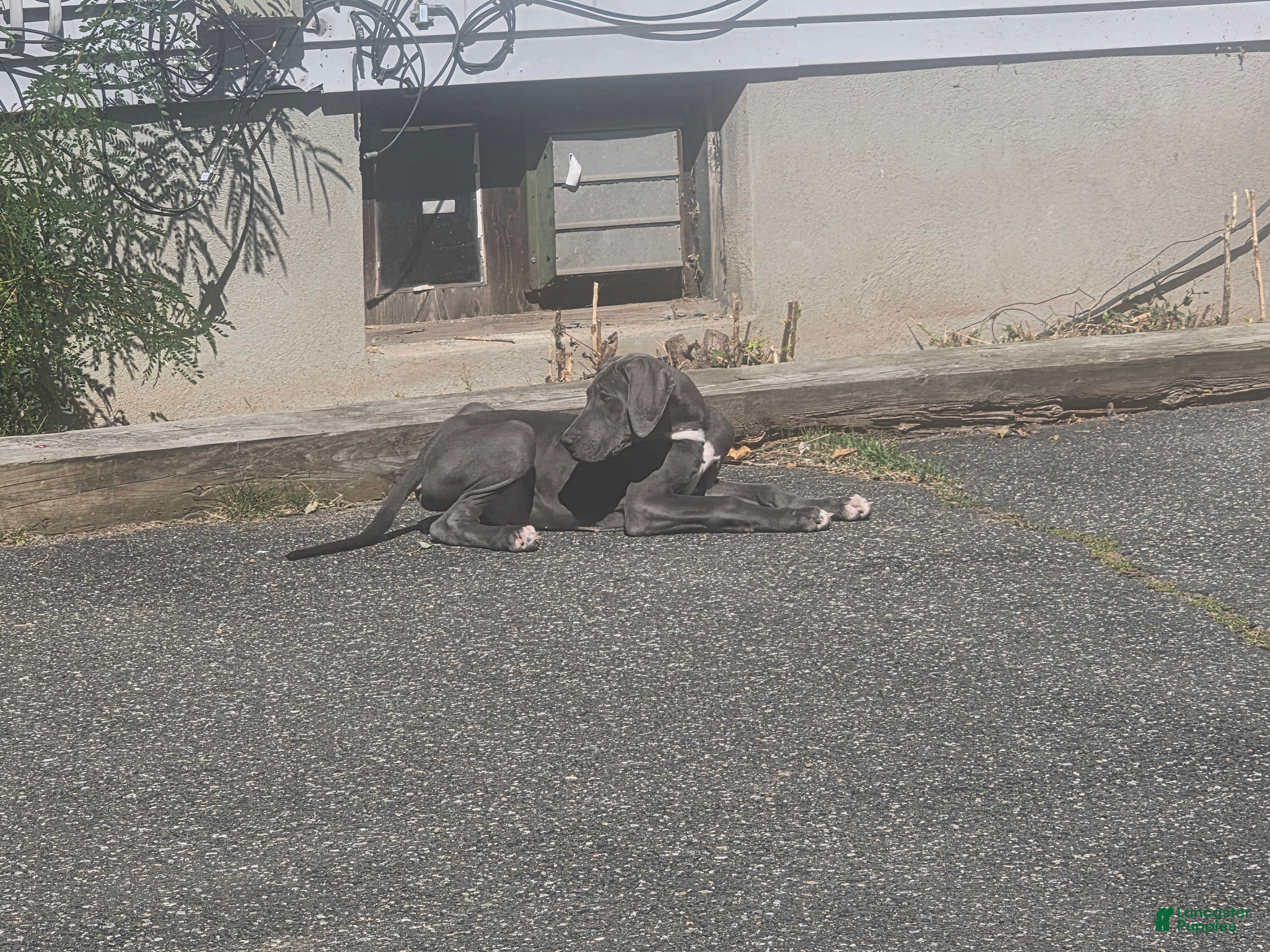 Great Dane dogs Great Dane 7 - Ad 1