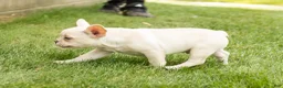 French Bulldog dogs for sale: Hank - Ad 3