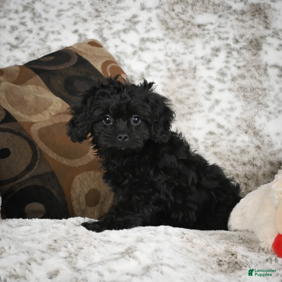 Cavapoo dogs for sale: Saco - Ad 10