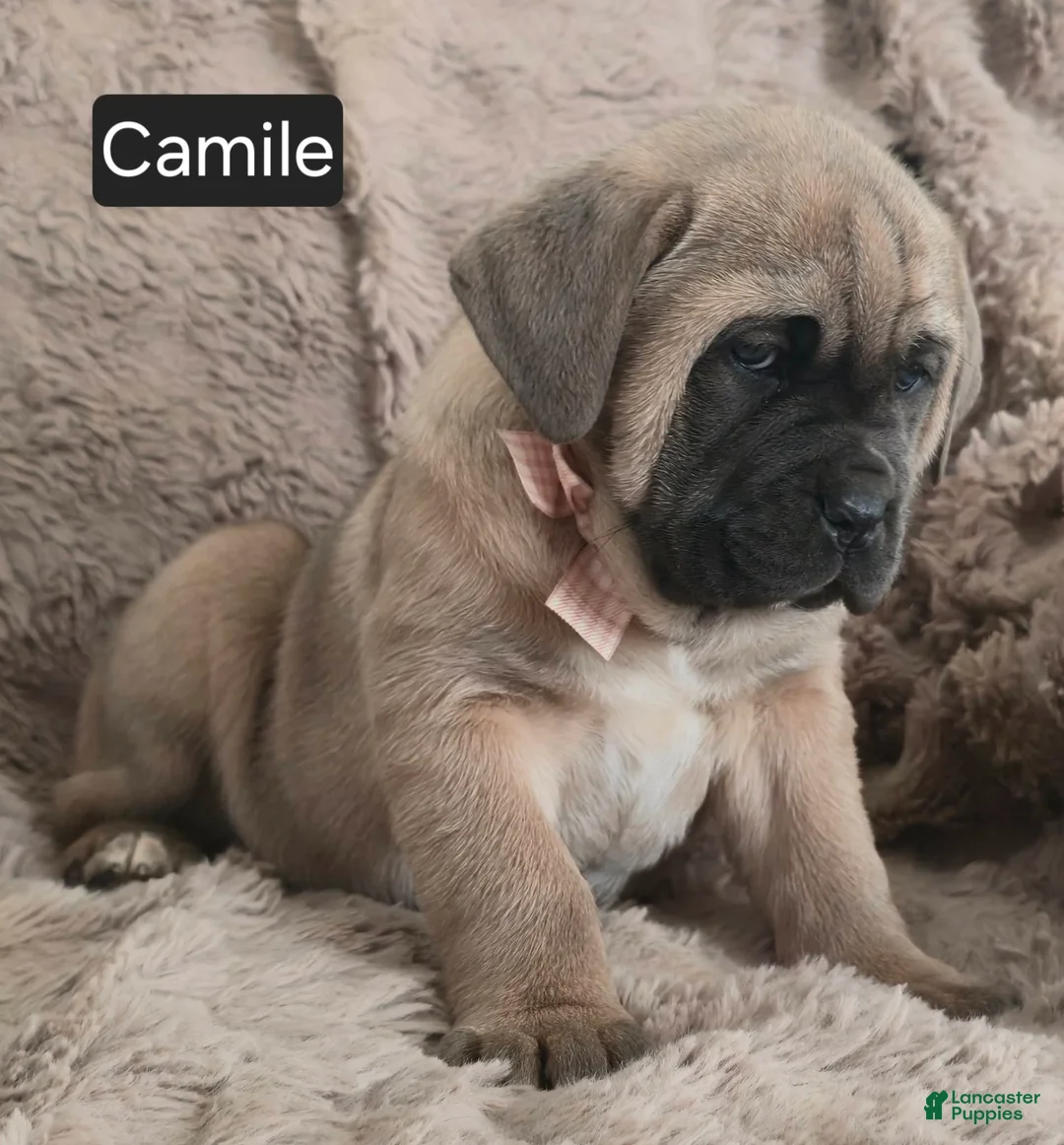 Cane Corso dogs for sale: Camile - Ad 4