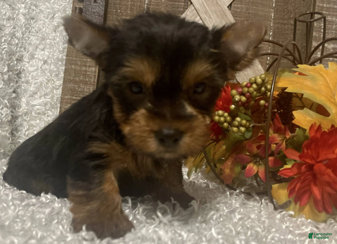 Yorkshire Terrier dogs for sale: Lucy - Ad 2