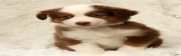 Australian Shepherd dogs for sale: Cooper - Ad 7