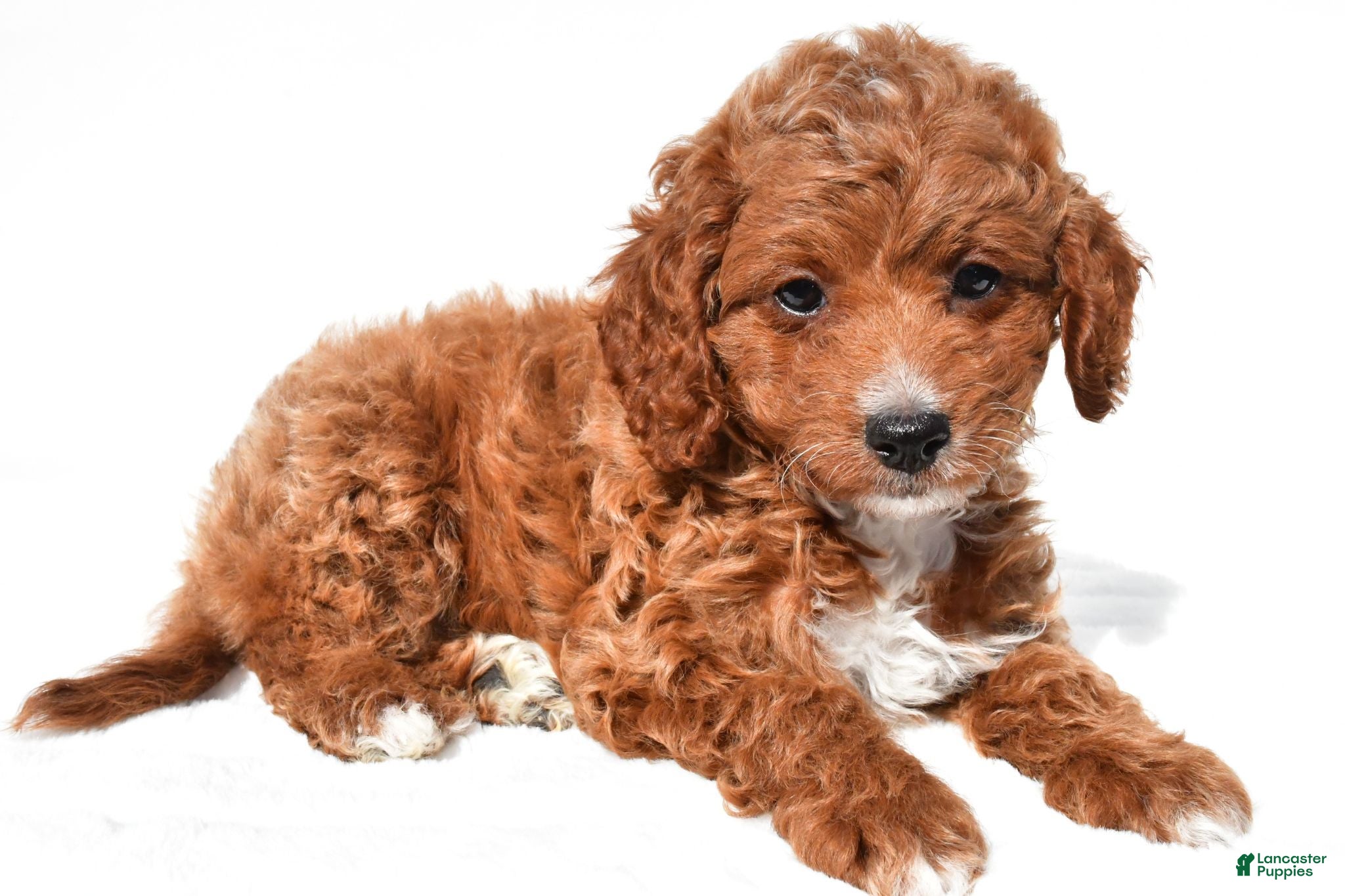 Cavapoo dogs Jasper - Ad 1