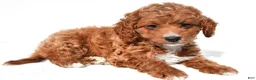 Cavapoo dogs for sale: Jasper - Ad 1