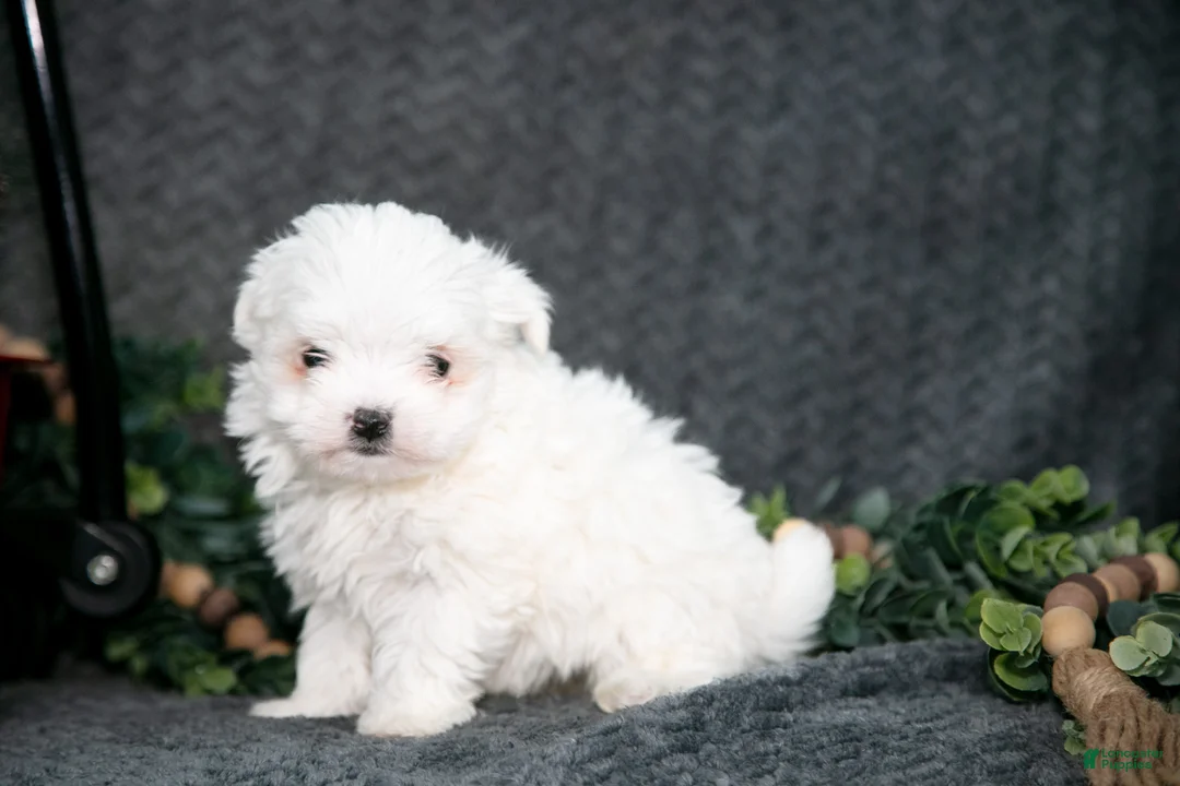 Maltese dogs for sale: Winston - Ad 3