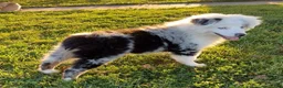 Australian Shepherd dogs for sale: Blue - Ad 9