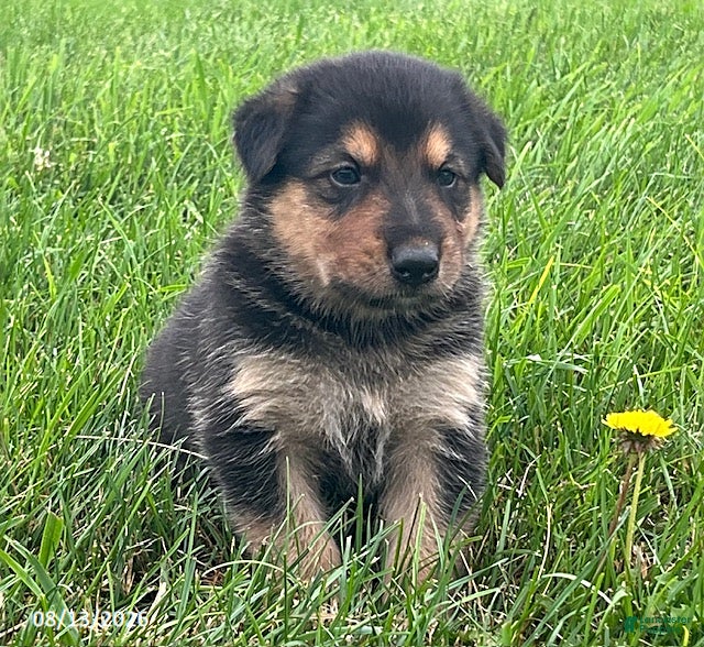 Mixed Breed dogs Maverick - Ad 2