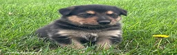 Mixed Breed dogs for sale: Maverick - Ad 2