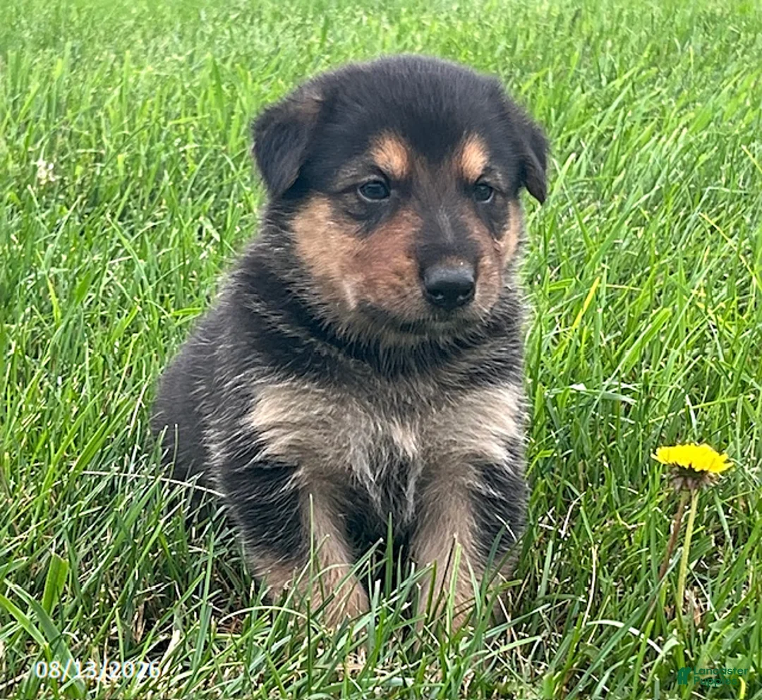 Mixed Breed dogs for sale: Maverick - Ad 2