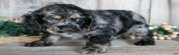 Cocker Spaniel dogs for sale: Dexter - Ad 3