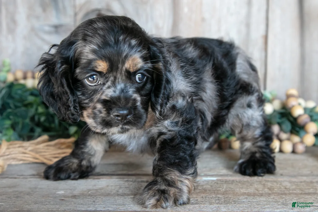 Cocker Spaniel dogs for sale: Dexter - Ad 3