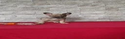 Mixed Breed dogs for sale: Bethany - Ad 2