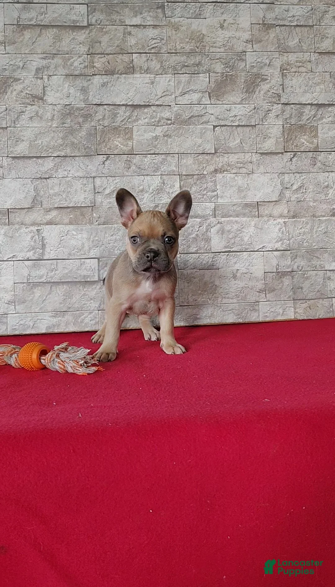 Mixed Breed dogs for sale: Bethany - Ad 2