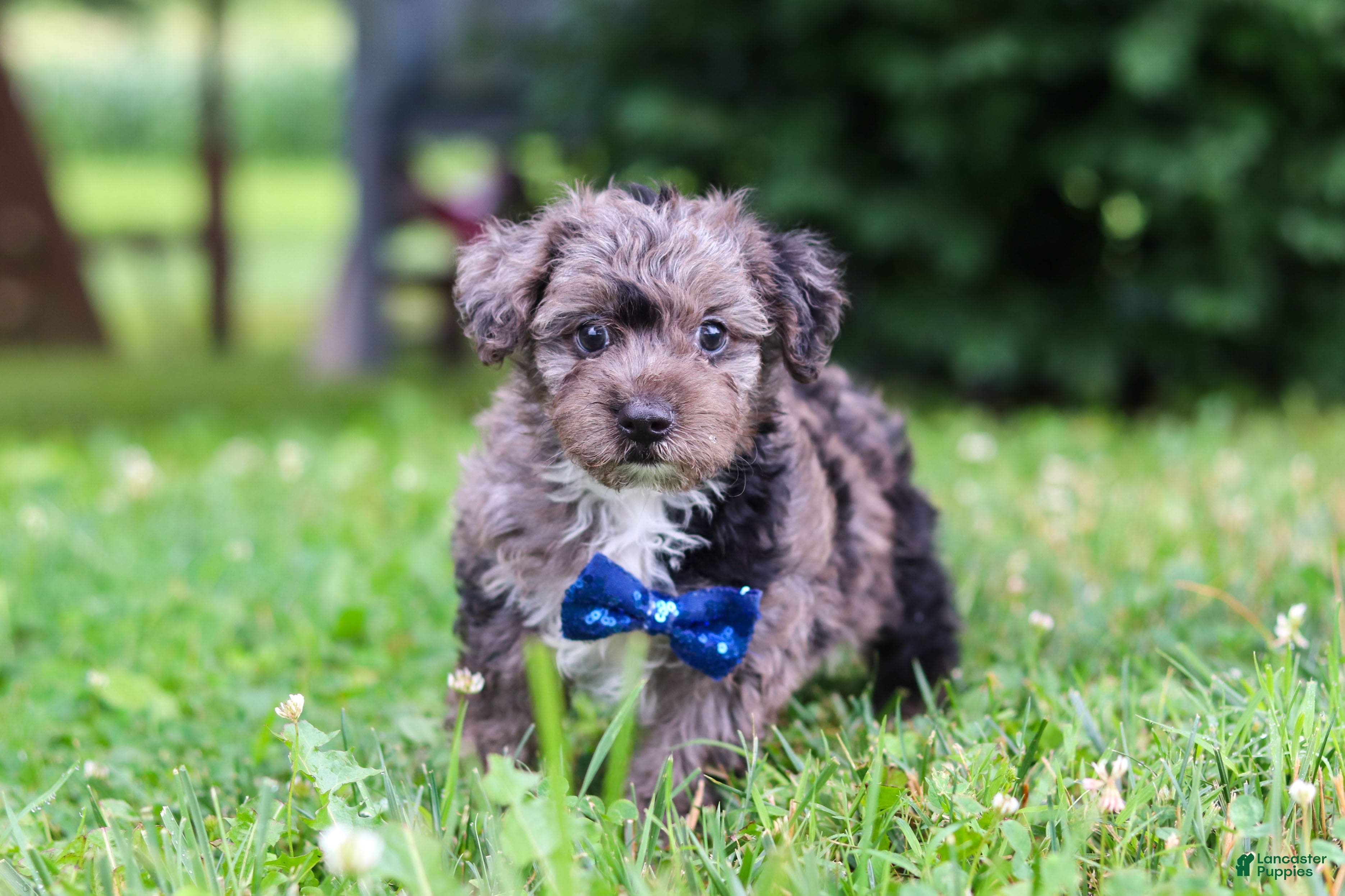 Yorkiepoo dogs Winston - Ad 2