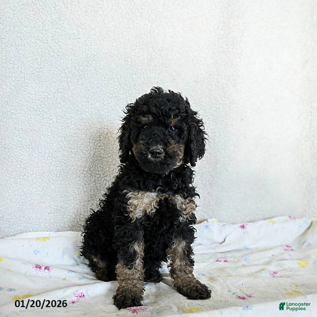 Standard Poodle dogs for sale: Marshmallow - Ad 1