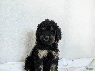 Standard Poodle dogs Marshmallow - Ad 10