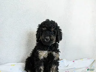 Standard Poodle dogs Marshmallow - Ad 24