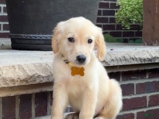 Golden Retriever dogs - Ad 25