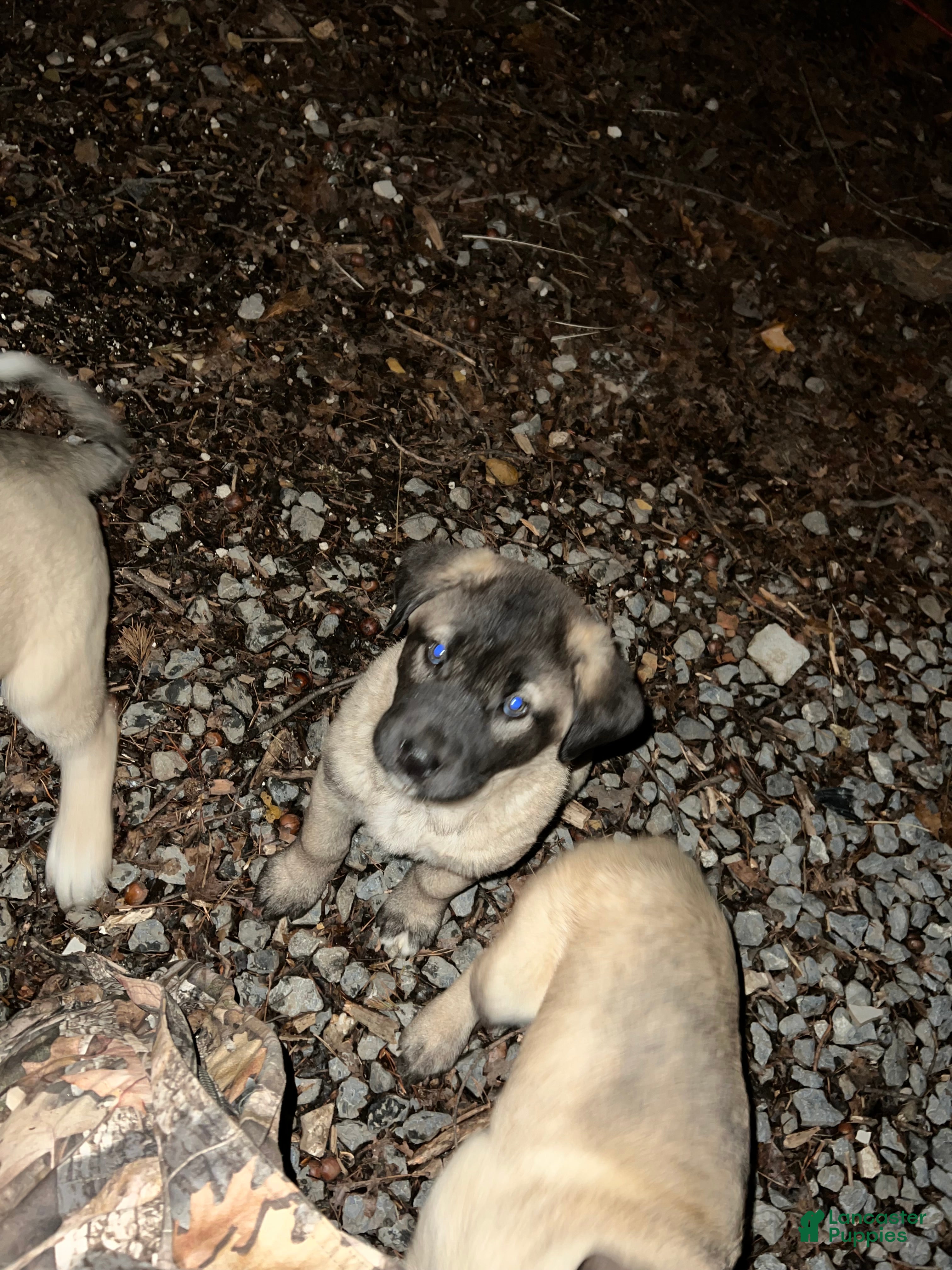 Anatolian Shepherd dogs Beorn - Ad 1