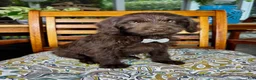 Labradoodle dogs for sale: Oscar - Ad 5