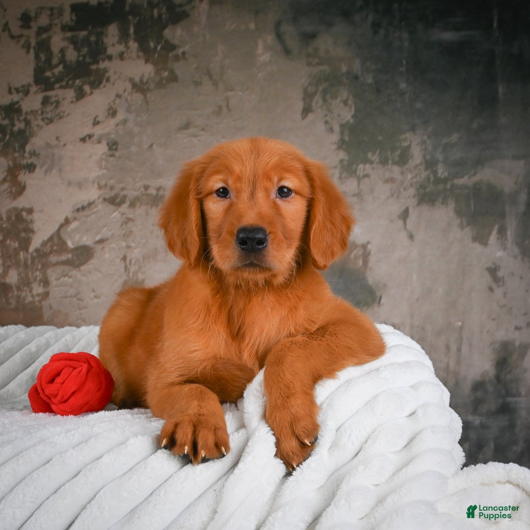 Golden Retriever dogs Tia - Ad 1