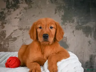 Golden Retriever dogs for sale: Tia - Ad 2