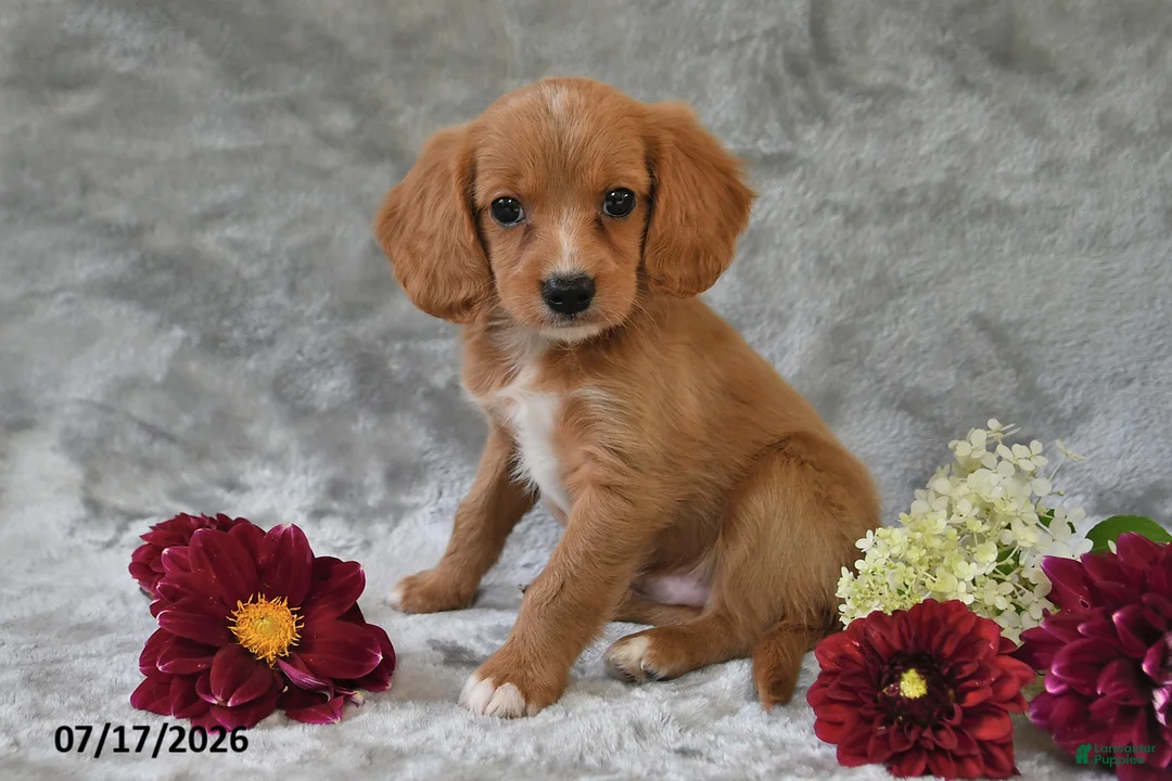 Cavapoo dogs for sale: Kyle - Ad 2