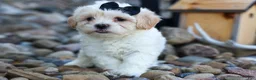 Teddy Bear dogs for sale: Bently 🐶 - Ad 4