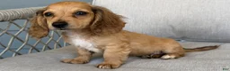 Miniature Dachshund dogs for sale: Burlap - Ad 2