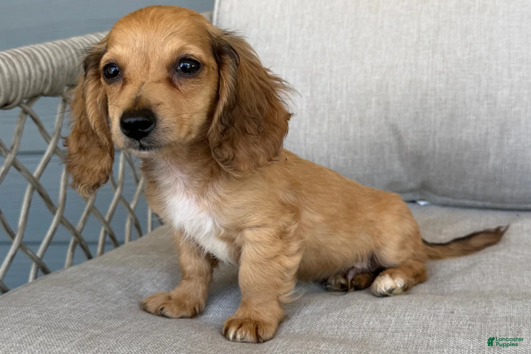Miniature Dachshund dogs for sale: Burlap - Ad 2