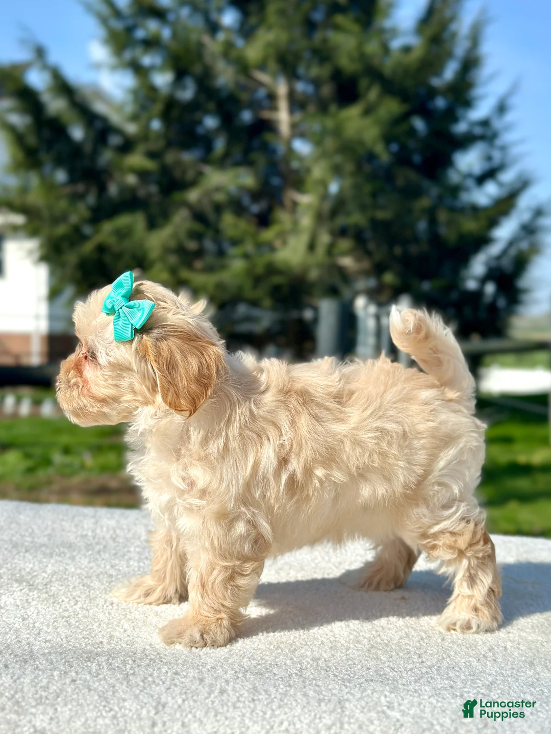 Maltipoo dogs for sale: Girl Maltipoo 2 - Ad 2