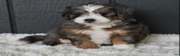 Mini Bernedoodle dogs for sale: Jodie F1b - Ad 7