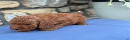 Miniature Poodle dogs for sale: Murphy - Ad 5