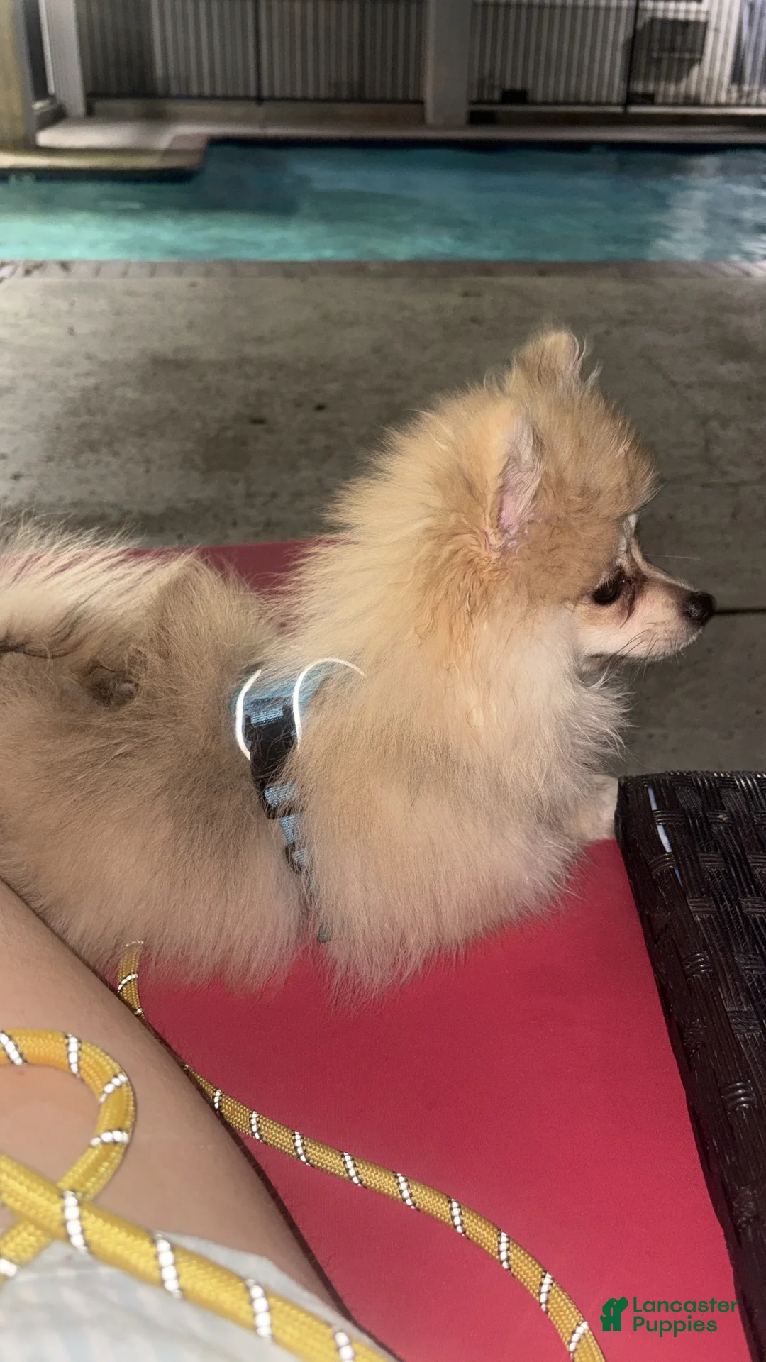 Pomeranian dogs for sale: Pomeranian 1 - Ad 4