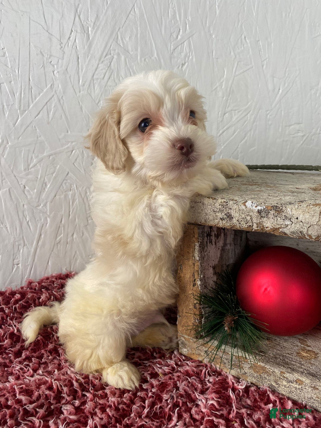 Cockapoo dogs for sale: Cooper - Ad 11