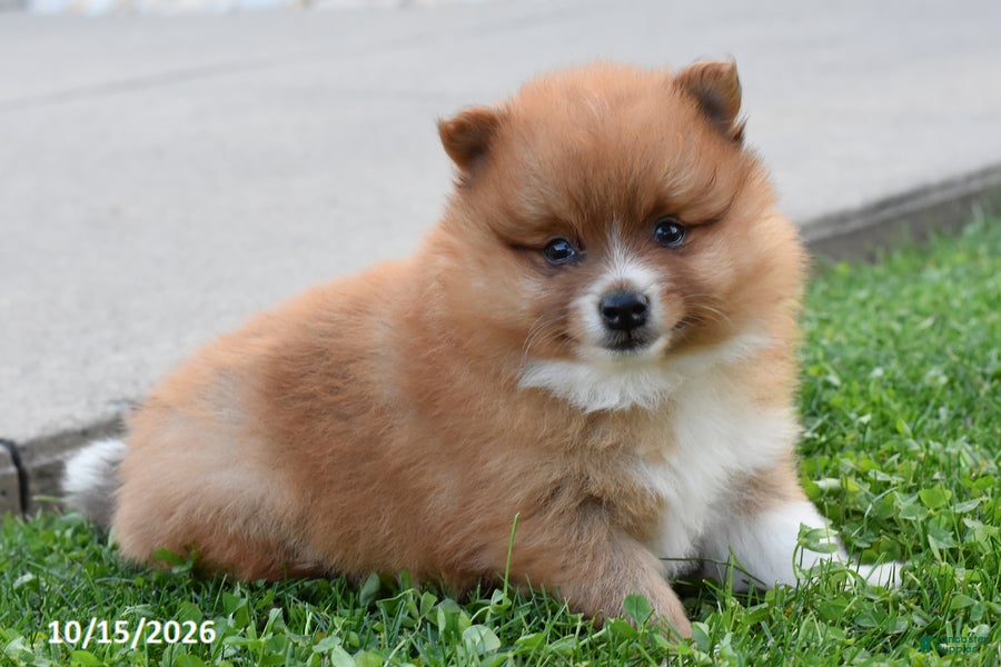 Pomeranian dogs Acorn - Ad 1