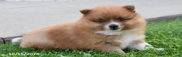 Pomeranian dogs for sale: Acorn - Ad 1