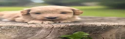 Cockapoo dogs for sale: Nova  - Ad 10