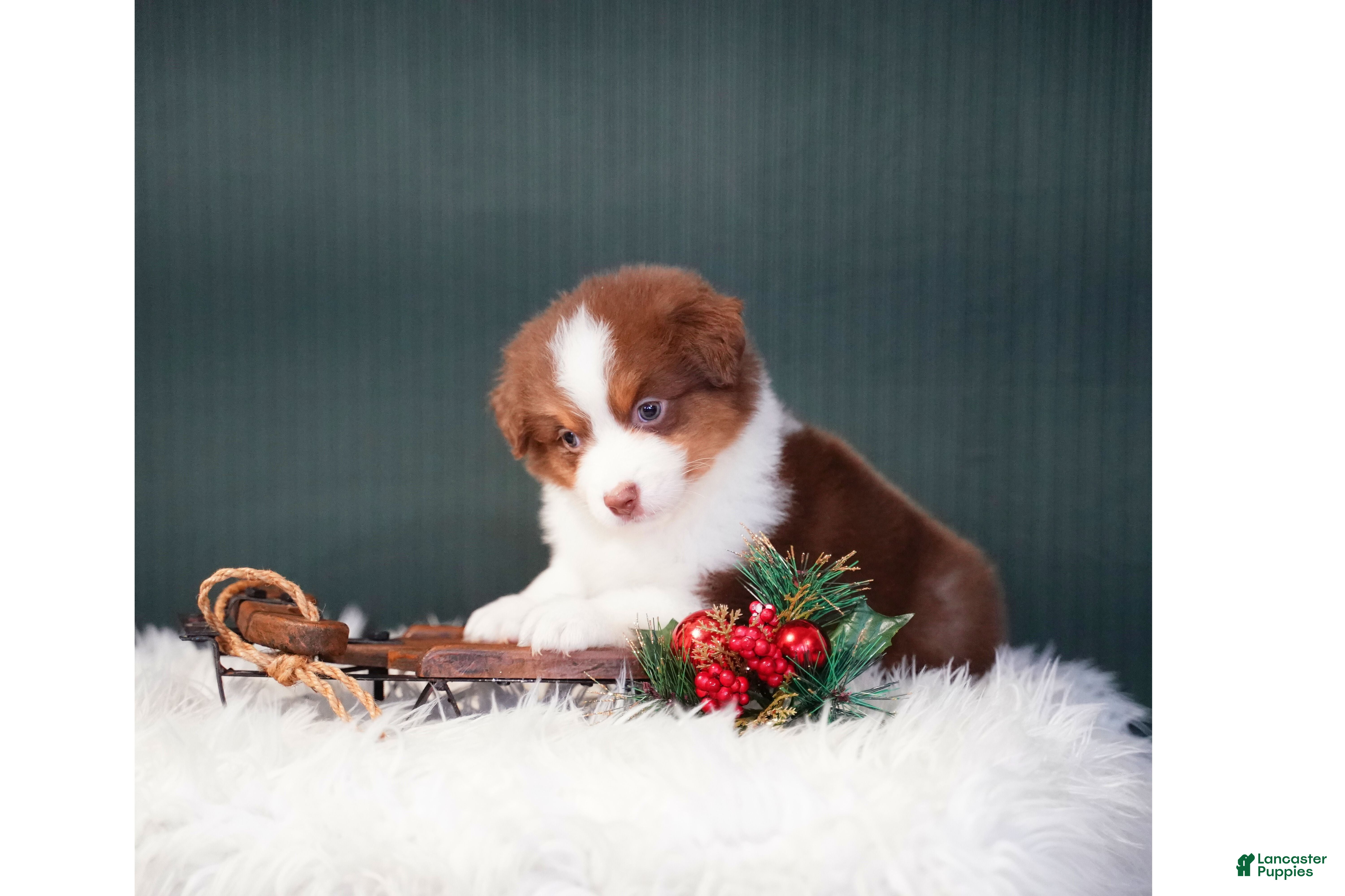 Miniature Australian Shepherd dogs Barney - Ad 41