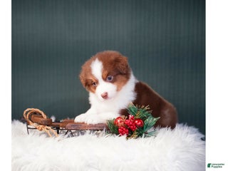 Miniature Australian Shepherd dogs Barney - Ad 6