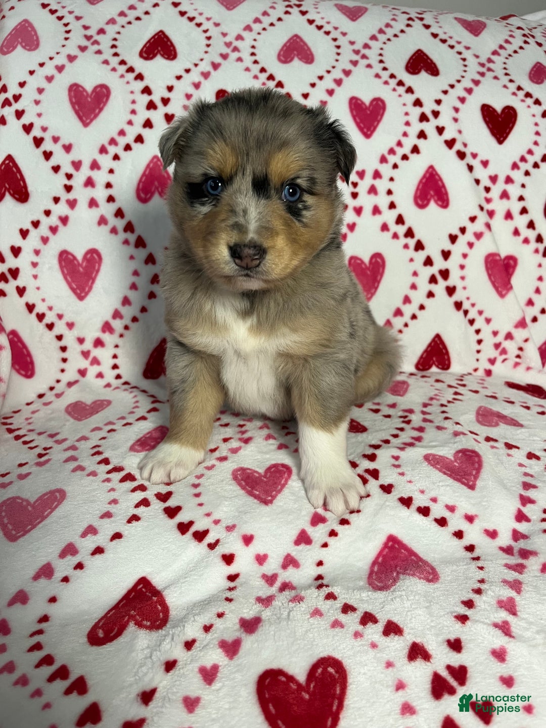 Australian Shepherd dogs for sale: Demi - Ad 2