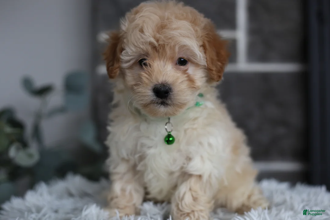 Maltipoo dogs for sale: Reese - Ad 4