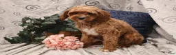 Cavapoo dogs for sale: Conner - Ad 6