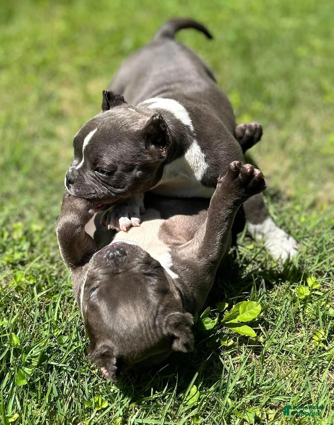 Gallery Image {{count}}