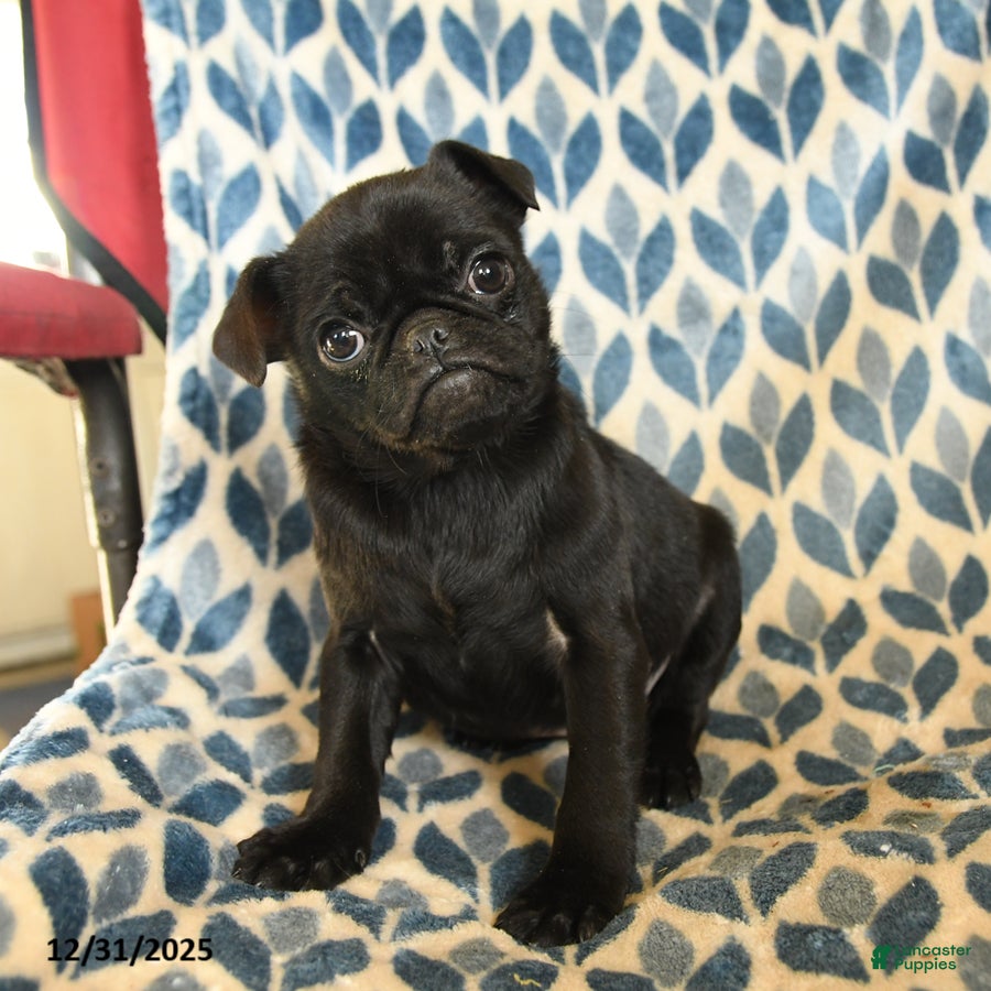 Pug dogs Legend - Ad 24