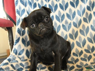 Pug dogs for sale: Legend - Ad 3